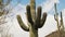 Camera slides behind bush to reveal epic large Saguaro cactus under blue summer sky in Arizona national park desert.