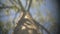 Camera slides up a tree trunk under blue sky on sunny day