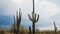 Camera slowly tilts up near empty desert road to reveal giant Saguaro cactus growing under stormy summer sky in Arizona.