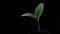 The camera smoothly pulls back from a sprout of zucchini on a black background.