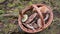 Camera Sweep Over Basket Filled with Foraged Mushrooms in Forest