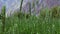 Camera Tilt Up From Green Wheat Field Revealing Mountains Of Passu Hunza