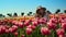 Camera tracking aroung pretty girl in sunhat sitting in pose in red tulip field.