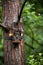 Camera trap attached to a tree with lock in summer forest.