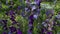 Camera zooms in on beautiful field purple flowers