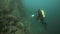 Cameramen scuba diver under water in Lake Baikal.