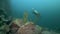 Cameramen scuba diver under water in Lake Baikal.