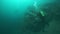 Cameramen scuba diver under water in Lake Baikal.