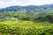 CAMERON HIGHLAND, MALAYSIA- FEB8,2015: Tourist travel to tea plantation Cameron highlands, Malaysia