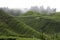 Cameron Highland Tea Plantation