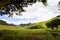 Cameron Highlands Bharat tea plantation