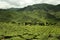 Cameron highlands in malaysia, panorama