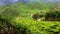 Cameron Highlands in Malaysia with tea plantation