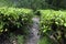 Cameron Highlands Tea Plantation Fields