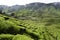 Cameron Highlands Tea Plantation Malaysia