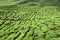 Cameron Highlands Tea Plantation Malaysia