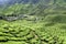 Cameron Highlands Tea Plantation Malaysia