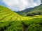 Cameron Highlands Valley tea plants plantation farm, Malaysia hills industry