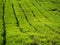 Cameron Highlands Valley tea plants plantation farm, Malaysia hills industry