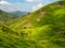 Cameron Highlands Valley tea plants plantation farm, Malaysia hills industry