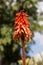 Cameron\'s Ruwari Aloe (Aloe cameronii) flower