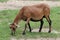 Cameroon dwarf blackbelly sheep