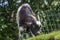 A Cameroon mini goat on a roof grazes green grass.