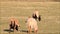 Cameroon sheep family walking on meadow