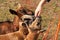 Cameroon sheep and a goat.. Sheep and a goat on pasture. Girl stroking the sheep.