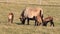 Cameroon sheep with lambs in springtime