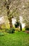 Cameroon sheep under beautiful blooming cherry trees