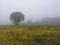 Camino de Santiago / Day 21 / Dawn Mist of Sarria, Spain