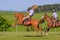 CAMINOS, CANELONES, URUGUAY, OCT 7, 2018: Gaucho riding on a wild untamed horse at a Criolla Festival in Uruguay