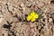 CAMISSONIA CAMPESTRIS - PIONEERTOWN MP - 040420 A