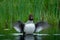 Cammon Goldeney, Bucephala clangula, in the water pond with open wing. Grey and brown duck in the river with green grass in the ba