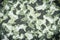 Camoflauge green ,black and  white color pattern abstract grunge background