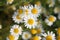 Camomile