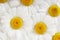 Camomile background