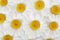 Camomile background