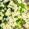 Camomile background