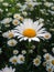 Camomile. Beautiful flower. Center of attention.