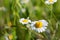 Camomile blossoms wild flowers