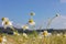 camomile or chamomile flower in corn field