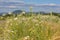 camomile or chamomile flower in corn field