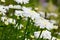 Camomile (chrysanthemum) field