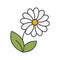 Camomile color icon