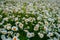 camomile field