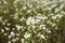 Camomile field. Many small chamomiles
