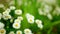 Camomile field. White daisies on a green background