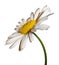 Camomile flower